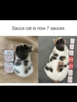 Used Acura ILX LIMITED EDITION