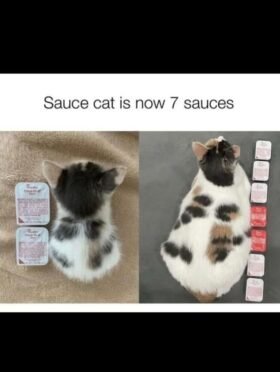 Used Acura ILX LIMITED EDITION